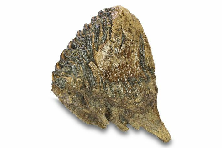 Fossil Woolly Mammoth Lower M Molar - Poland #295845